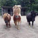 3 Ponies on the Paddock