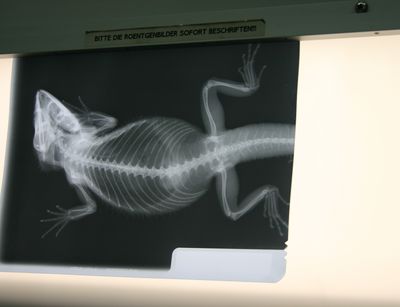 Röntgenbild einer Bartagame