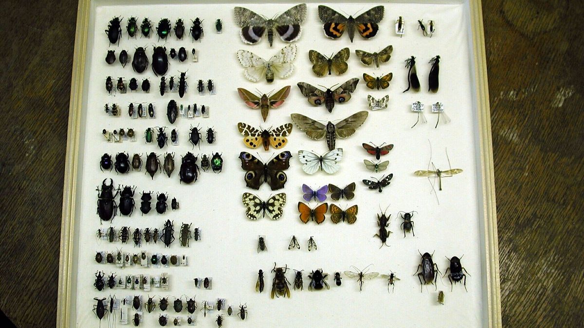 Foto: Ein Exponat aus der zoologischen Lehr- und Studiensammlung. Insektentafel, die viele verschiedene Insekten und Schmetterlinge hinter Glas zeigt.