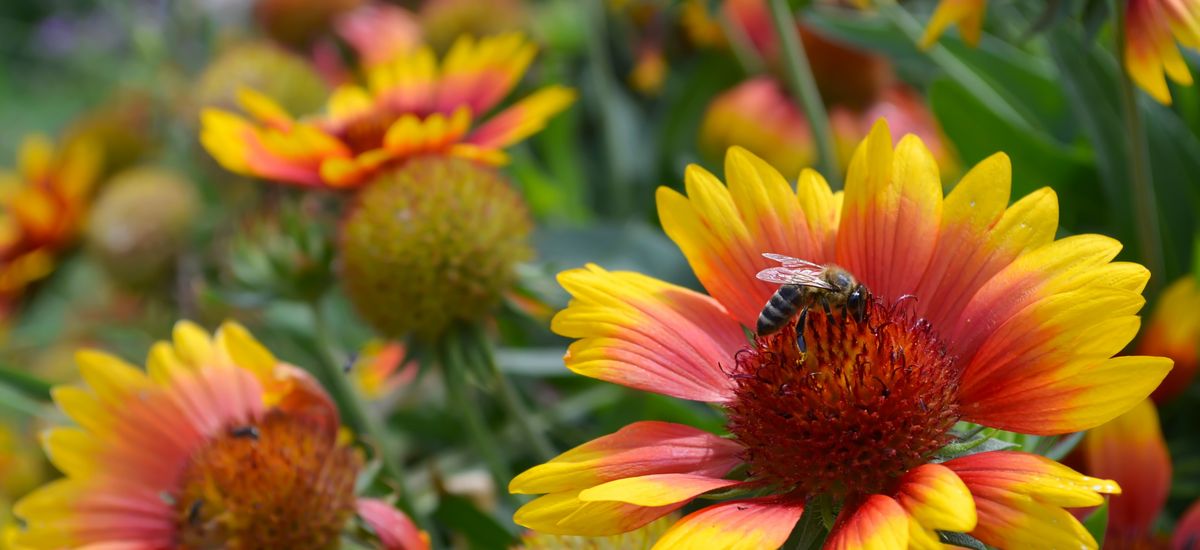 Aufnahme einer Bumenwiese. Im Fokus steht eine Blüte, auf der eine Biene sitzt und Nektar sammeln.