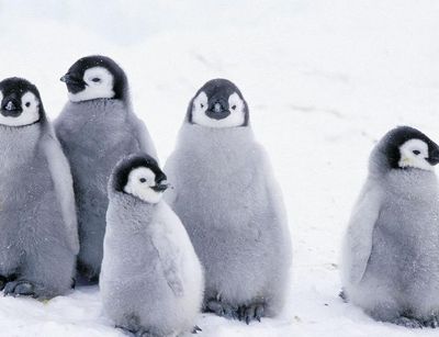 Fünf Pinguine mit grauem Fell sitzen zusammen im Schnee
