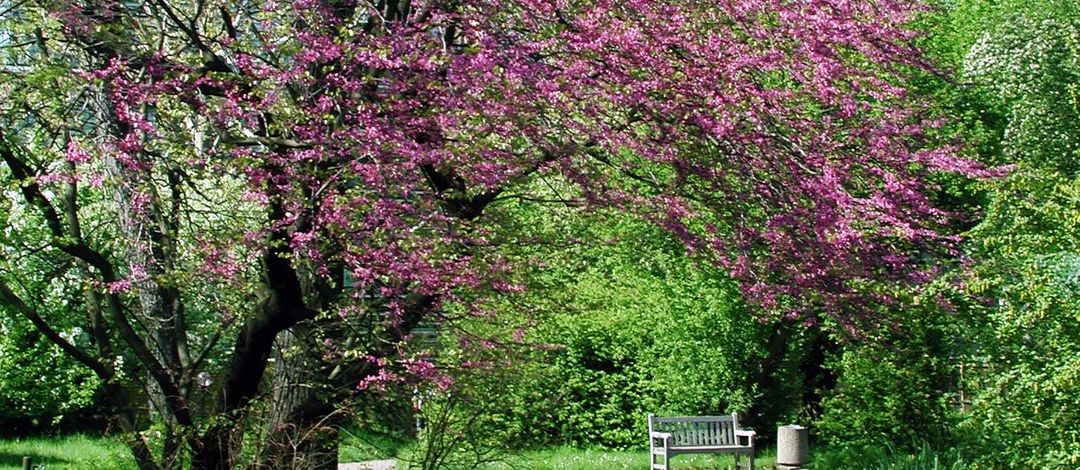 Baum mit pinken Blüten im botanischen Garten der Universität Leipzig
