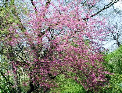Baum mit pinken Blüten im botanischen Garten der Universität Leipzig