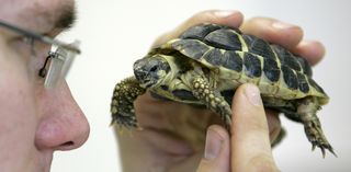 Schildkröte, Foto: xy