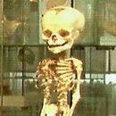 Skelette und Nachbildungen des menschlichen Körpers, so zum Beispiel von Organen, in einem Ausstellungsraum.