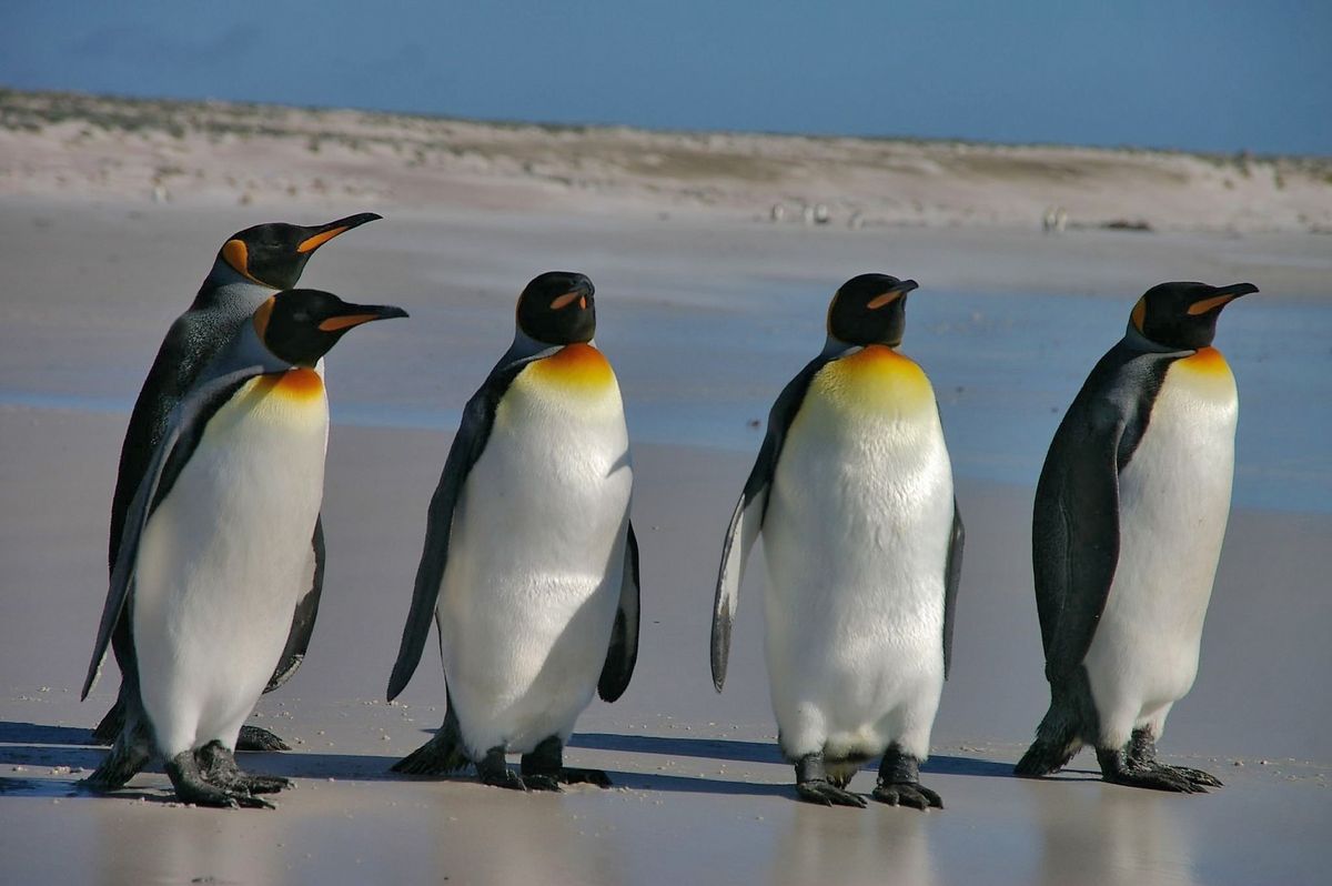 Pinguine laufen am Strand