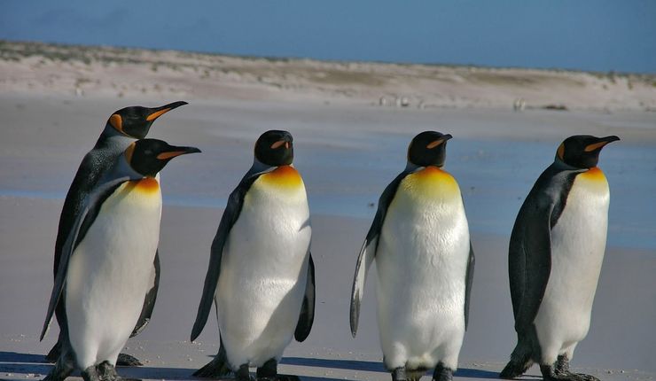 Pinguine spazieren in der Sonne