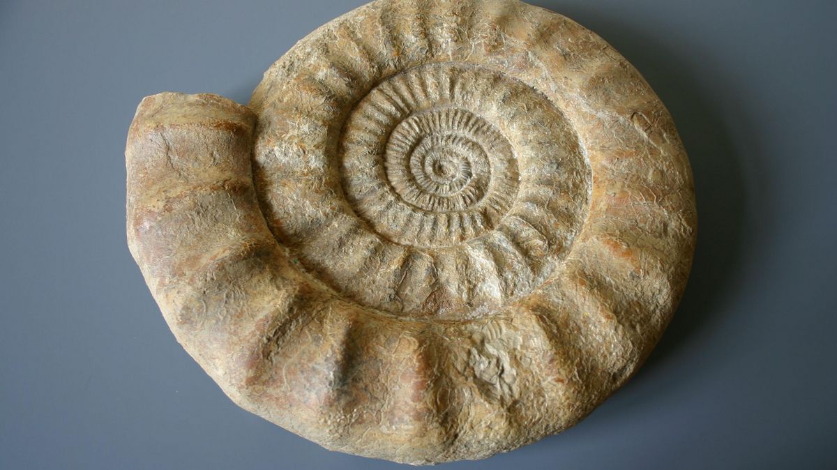Foto: Helles, schneckenförmig aufgerolltes Fossil aus der geologisch-paläontologischen Sammlung