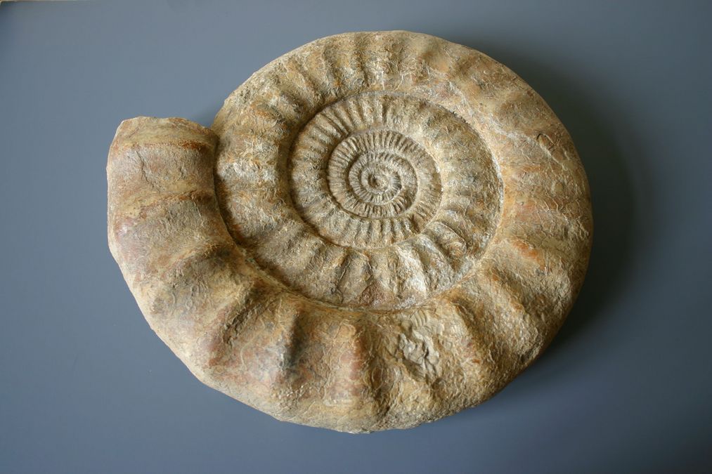 Helles, schneckenförmig aufgerolltes Fossil