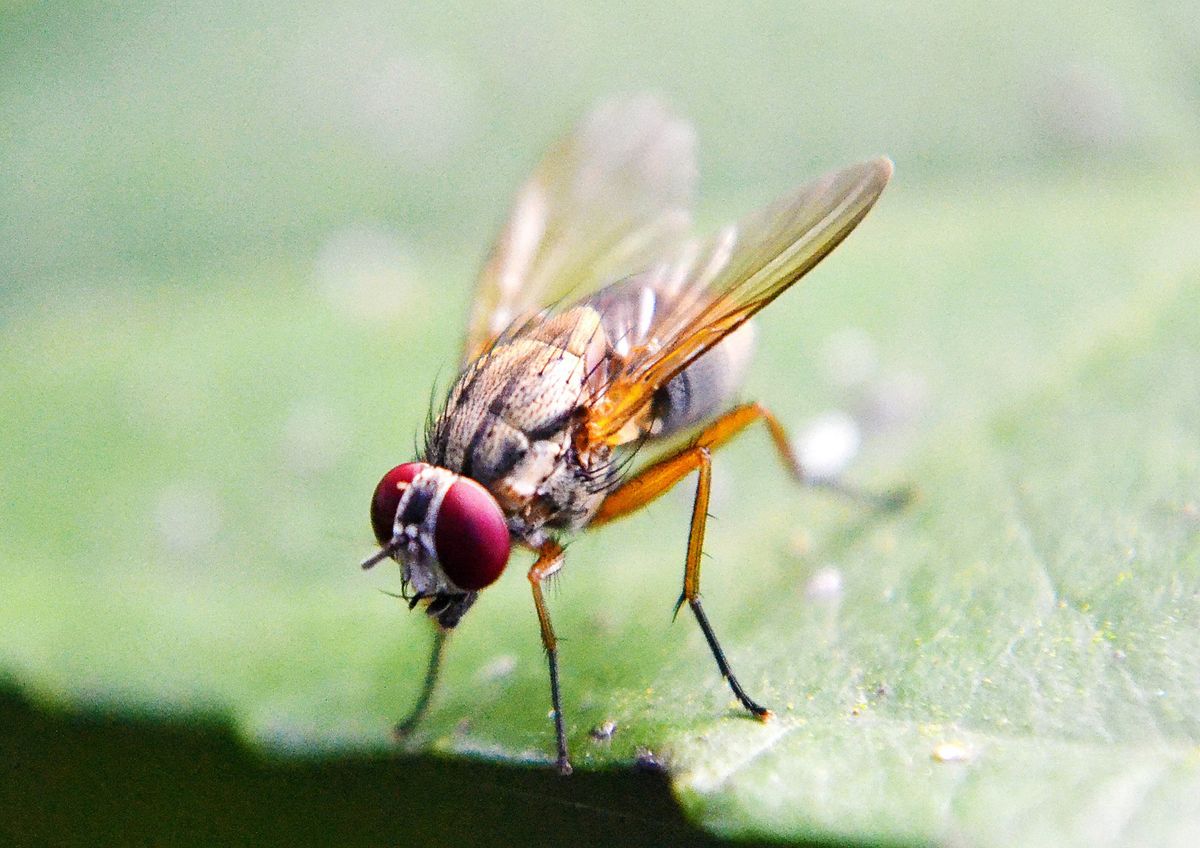 Beispielbild einer Nahaufnahme einer Fliege auf einem Blatt