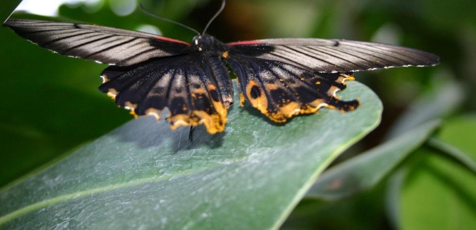 Ein vorwiegend schwarzer Schmetterling der auf einem Blatt sitzt